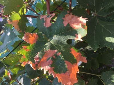 IMG_9819.JPG (135.77 KiB) Osservato 654 volte IMG_9819.JPG