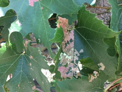 IMG_9773.JPG (142.48 KiB) Osservato 654 volte IMG_9773.JPG