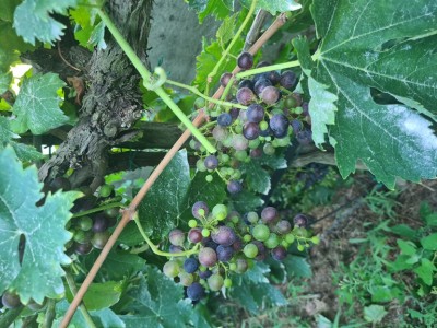 20210829_175143.jpg (268.8 KiB) Osservato 670 volte 20210829_175143.jpg