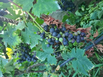 20210829_175150.jpg (231.59 KiB) Osservato 670 volte 20210829_175150.jpg