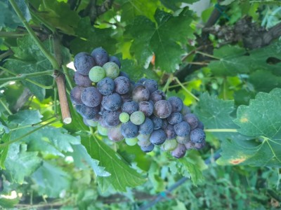 20210829_175201.jpg (168.85 KiB) Osservato 670 volte 20210829_175201.jpg