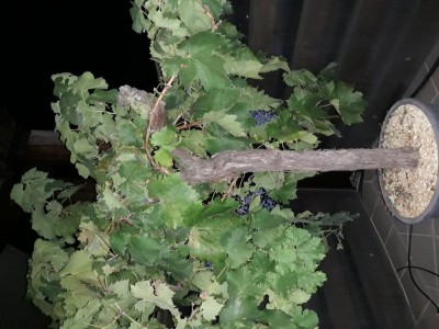 20210923_200354.jpg (109.83 KiB) Osservato 764 volte 20210923_200354.jpg