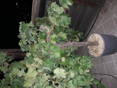 20210923_200341.jpg (111.47 KiB) Osservato 764 volte 20210923_200341.jpg