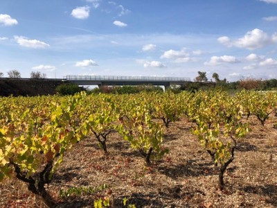 vigna.jpg (133.05 KiB) Osservato 715 volte vigna.jpg