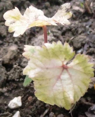 screziata.jpeg (76.45 KiB) Osservato 815 volte screziata.jpeg