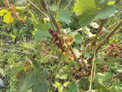 danni da grandine grappolo.jpg (160.49 KiB) Osservato 847 volte danni da grandine grappolo.jpg