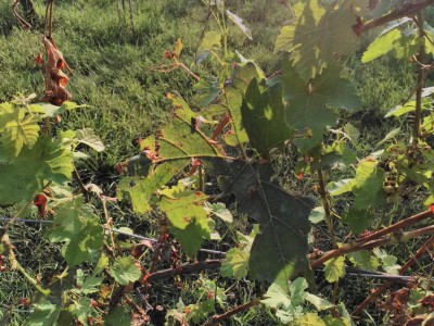 danni da grandine fogliame.jpg (174.55 KiB) Osservato 847 volte danni da grandine fogliame.jpg