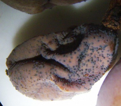 black rot - picnidi acino.JPG (110.29 KiB) Osservato 987 volte black rot - picnidi acino.JPG