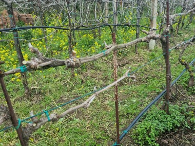 20230304_144428.jpg (202.86 KiB) Osservato 1055 volte 20230304_144428.jpg