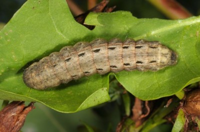 Noctua pronuba.jpg (129.08 KiB) Osservato 728 volte Noctua pronuba.jpg