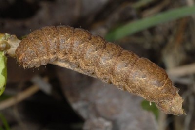 Noctua fimbriata.jpg (91.33 KiB) Osservato 921 volte Noctua fimbriata.jpg