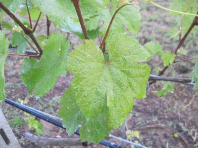 IMG_5495.JPG (105.98 KiB) Osservato 694 volte IMG_5495.JPG