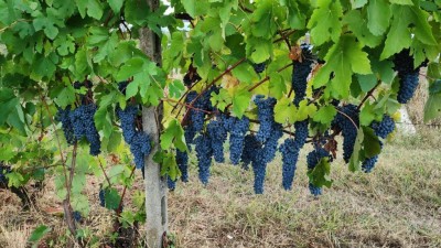 Pianta1.jpg (159.32 KiB) Osservato 737 volte Pianta1.jpg