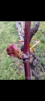 Gemma grande e rossa, tralcio legnoso di colore rosso / Gemma_rigonfia.jpg Gemma_rigonfia.jpg