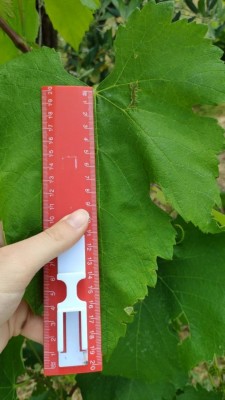 Foglia molto grande tra i 18 e i 23cm / Foglia_pianta3.jpg Foglia_pianta3.jpg