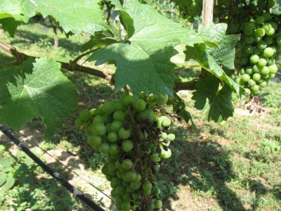 1 MARZEMINO_8974.JPG (138.22 KiB) Osservato 3452 volte 1 MARZEMINO_8974.JPG