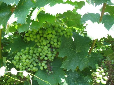 1 MARZEMINO_8975.JPG (117.87 KiB) Osservato 3370 volte 1 MARZEMINO_8975.JPG