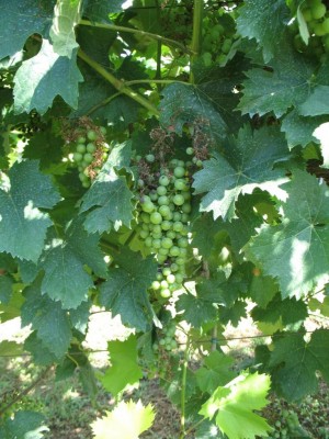 1 MARZEMINO_8976.JPG (136 KiB) Osservato 3370 volte 1 MARZEMINO_8976.JPG