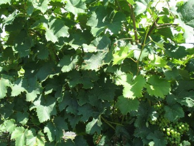 1 MARZEMINO_8977.JPG (144.91 KiB) Osservato 3452 volte 1 MARZEMINO_8977.JPG