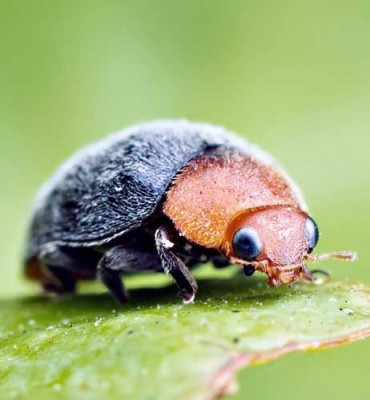 cryptolaemus_montrouzieri.jpg (24.7 KiB) Osservato 724 volte cryptolaemus_montrouzieri.jpg