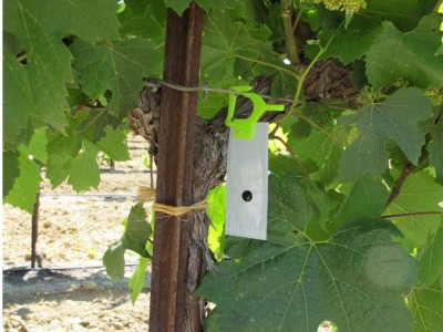 dispenser confusione sessuale Planocossus ficus su vite.jpg (106.09 KiB) Osservato 724 volte dispenser confusione sessuale Planocossus ficus su vite.jpg