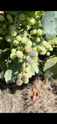 450108937_482460781143472_8593992430329567733_n.jpg (63.31 KiB) Osservato 840 volte 450108937_482460781143472_8593992430329567733_n.jpg