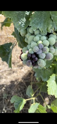 449613604_376619681729019_8476461770814723942_n.jpg (59.52 KiB) Osservato 838 volte 449613604_376619681729019_8476461770814723942_n.jpg