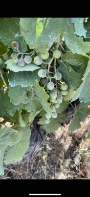 450013081_1118239452611507_4099467625264267391_n.jpg (78.3 KiB) Osservato 840 volte 450013081_1118239452611507_4099467625264267391_n.jpg