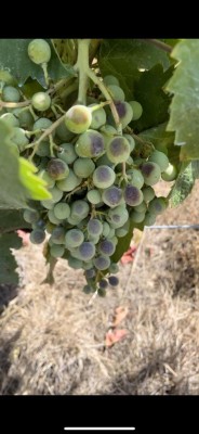 449319969_952244686708057_8659649332019727148_n.jpg (62.86 KiB) Osservato 840 volte 449319969_952244686708057_8659649332019727148_n.jpg