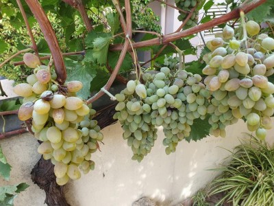 20240817_092448.jpg (150.81 KiB) Osservato 829 volte 20240817_092448.jpg