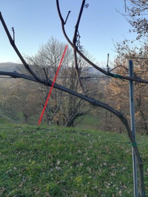 Taglio vite.jpg (169.34 KiB) Osservato 931 volte Taglio vite.jpg