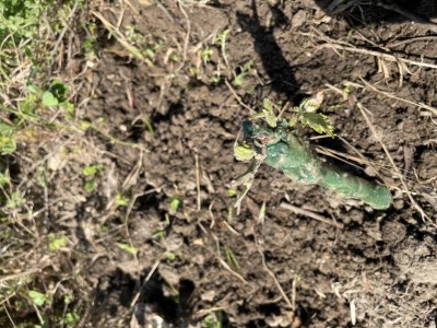 IMG_4794.jpeg (158.4 KiB) Osservato 892 volte IMG_4794.jpeg