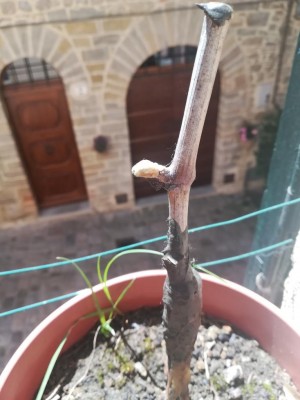 Foto dell'innesto tenuto in città / Innesto.jpg Innesto.jpg