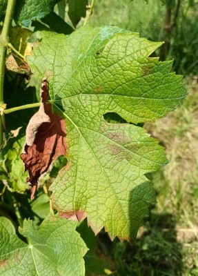 foglia1.jpg (129.35 KiB) Osservato 685 volte foglia1.jpg