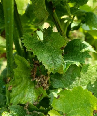 grappolo1.jpg (106.33 KiB) Osservato 685 volte grappolo1.jpg