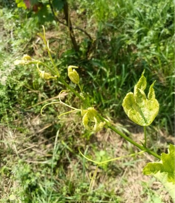 germoglio1.jpg (140.4 KiB) Osservato 685 volte germoglio1.jpg