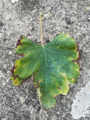 Caso1_2.jpg (190.37 KiB) Osservato 465 volte Caso1_2.jpg