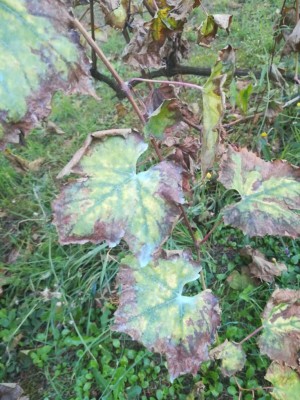 Caso2_1.jpg (134.18 KiB) Osservato 465 volte Caso2_1.jpg