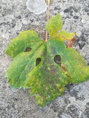 Caso3_3.jpg (170.35 KiB) Osservato 465 volte Caso3_3.jpg