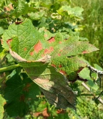 foglia dell'anno scorso / folglia3.jpg folglia3.jpg