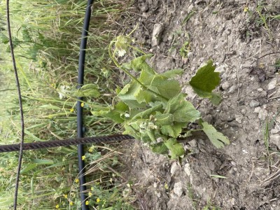 IMG_8301.jpeg (205.77 KiB) Osservato 30 volte IMG_8301.jpeg