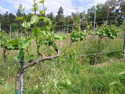 Non fate caso all'erba...lo so è altissima! Devo tagliarla / vite2.jpg vite2.jpg