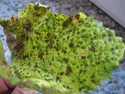 IMG_0001.JPG IMG_0001.JPG