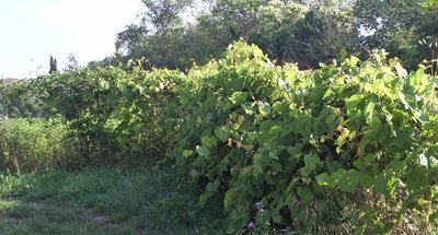 IMGP9156.jpg (167.1 KiB) Osservato 1207 volte IMGP9156.jpg