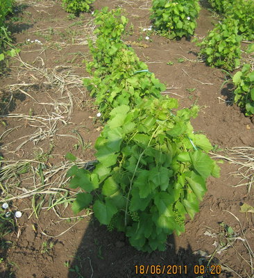 legatura 1.jpg (301.21 KiB) Osservato 2902 volte legatura 1.jpg