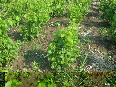 legatura2.jpg (299.48 KiB) Osservato 2902 volte legatura2.jpg