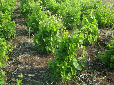 legatura 3.jpg (292.47 KiB) Osservato 2902 volte legatura 3.jpg