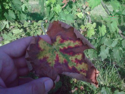 dettaglio foglia / IMG00159-20110625-0805.jpg IMG00159-20110625-0805.jpg