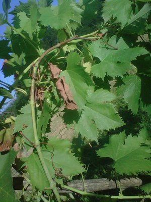 dettaglio tralcio che da verde piano piano diventa marrone con foglie morte / IMG00161-20110625-0806.jpg IMG00161-20110625-0806.jpg