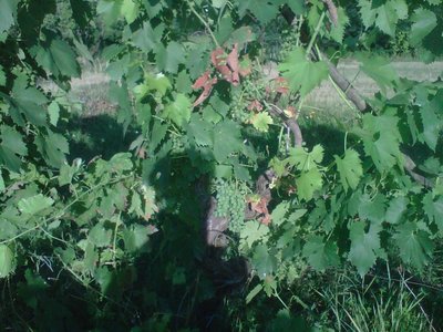 visione d'insieme: da qui non sembrerebbe così drammatica.. / IMG00158-20110625-0805.jpg IMG00158-20110625-0805.jpg